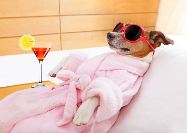 Wie viele Luxusgüter benötigt ein Hund?