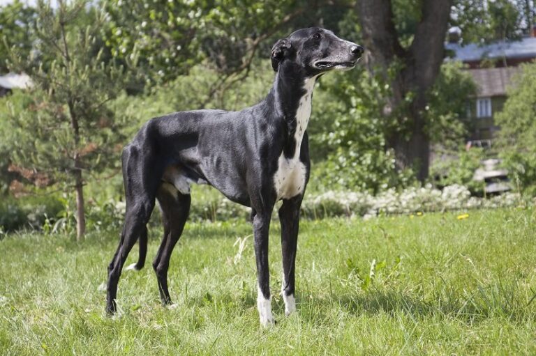 Der Windhund