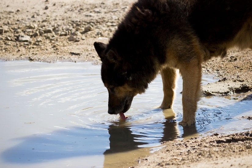 Hund trinkt schmutziges Wasser