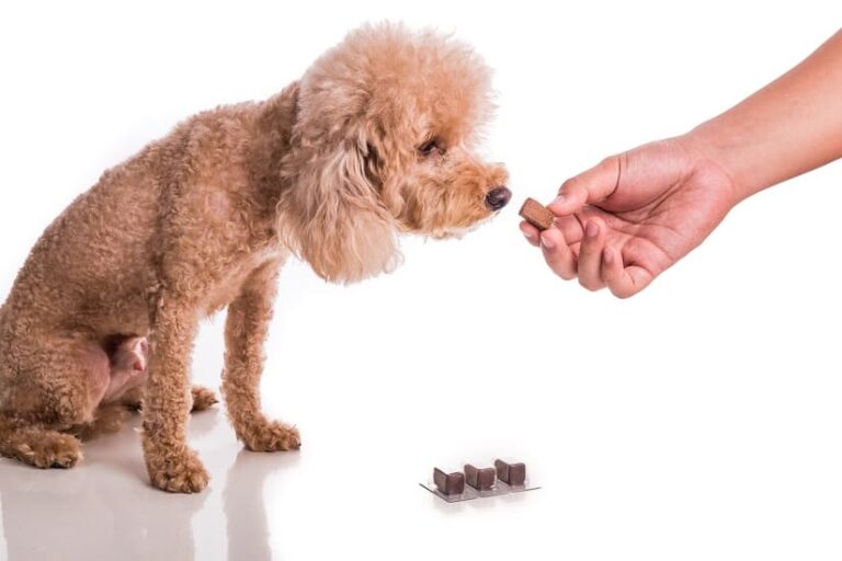 Wurmkur beim Hund