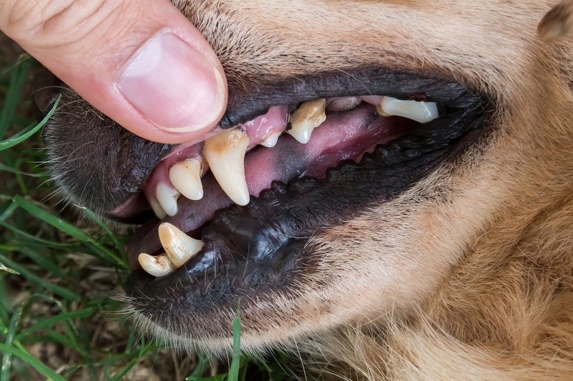 Zahnstein entfernen beim Hund
