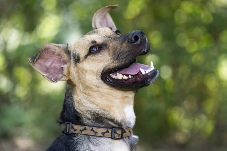 Zahnwechsel beim Hund