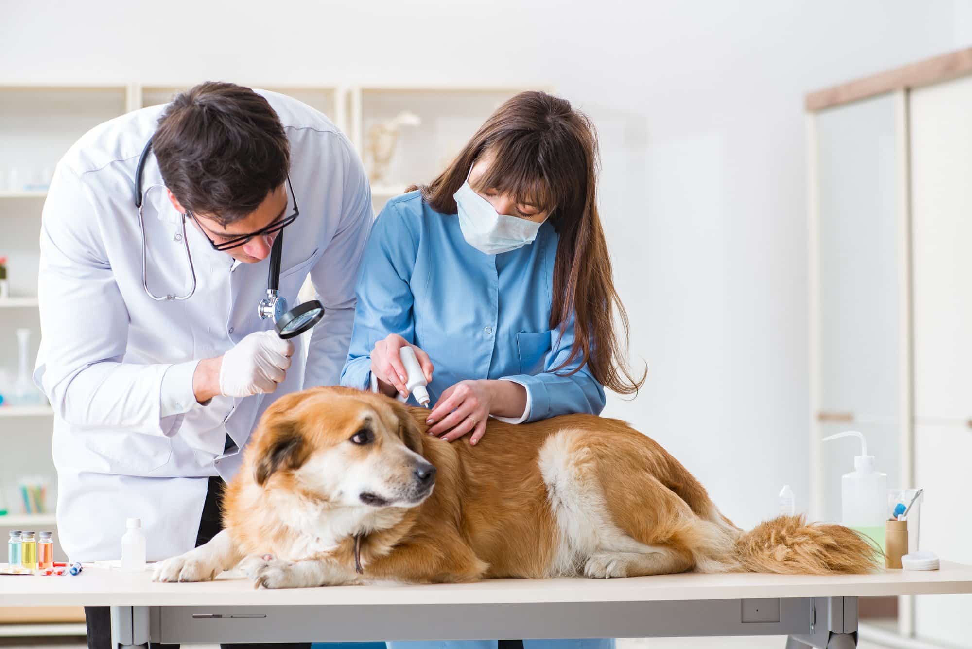 Zeckentablette für den Hund