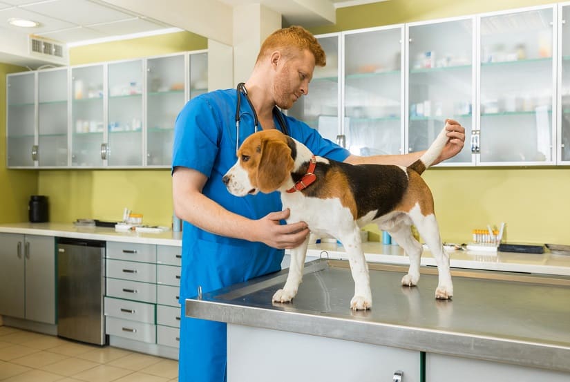Ein zitternder Hund wird vom Tierarzt untersucht