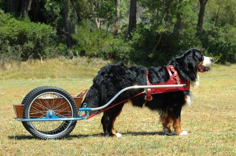 Zugwagen für Hunde