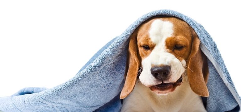 Zwingerhusten beim Hund