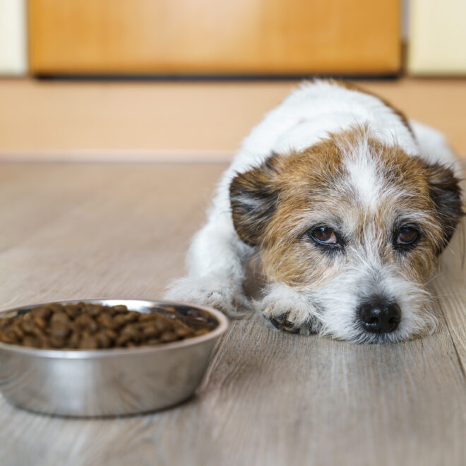 Hund frisst nur Leckerlis
