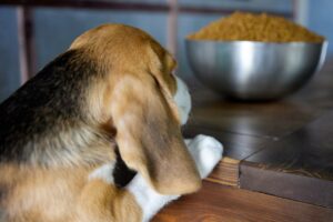 Futtermittelallergie Hund: Ursachen, Symptome und Behandlungsmöglichkeiten