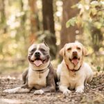 Hey Holy Hundefutter Test