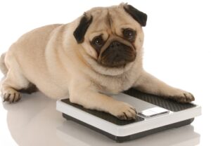 Hund: Übergewicht erkennen und handeln