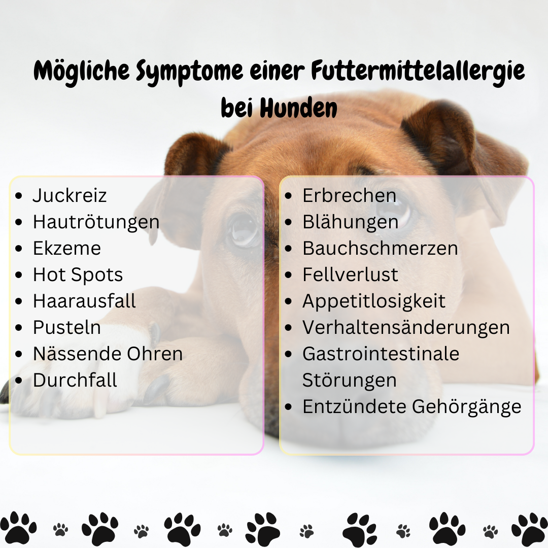 Futtermittelallergie Hund Pfoten