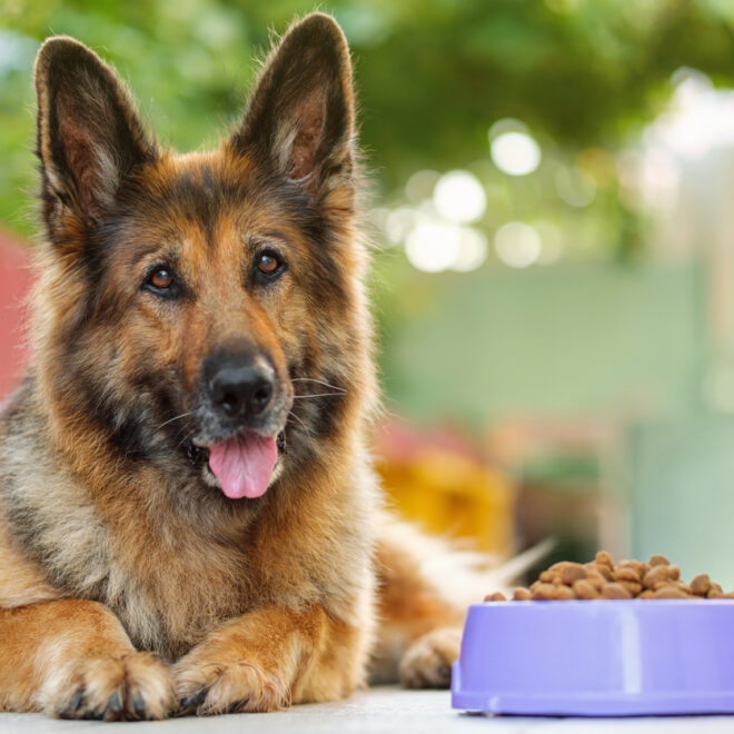 Orijen Hundefutter Test