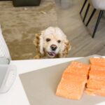 Roher Lachs: Hund & Ernährung