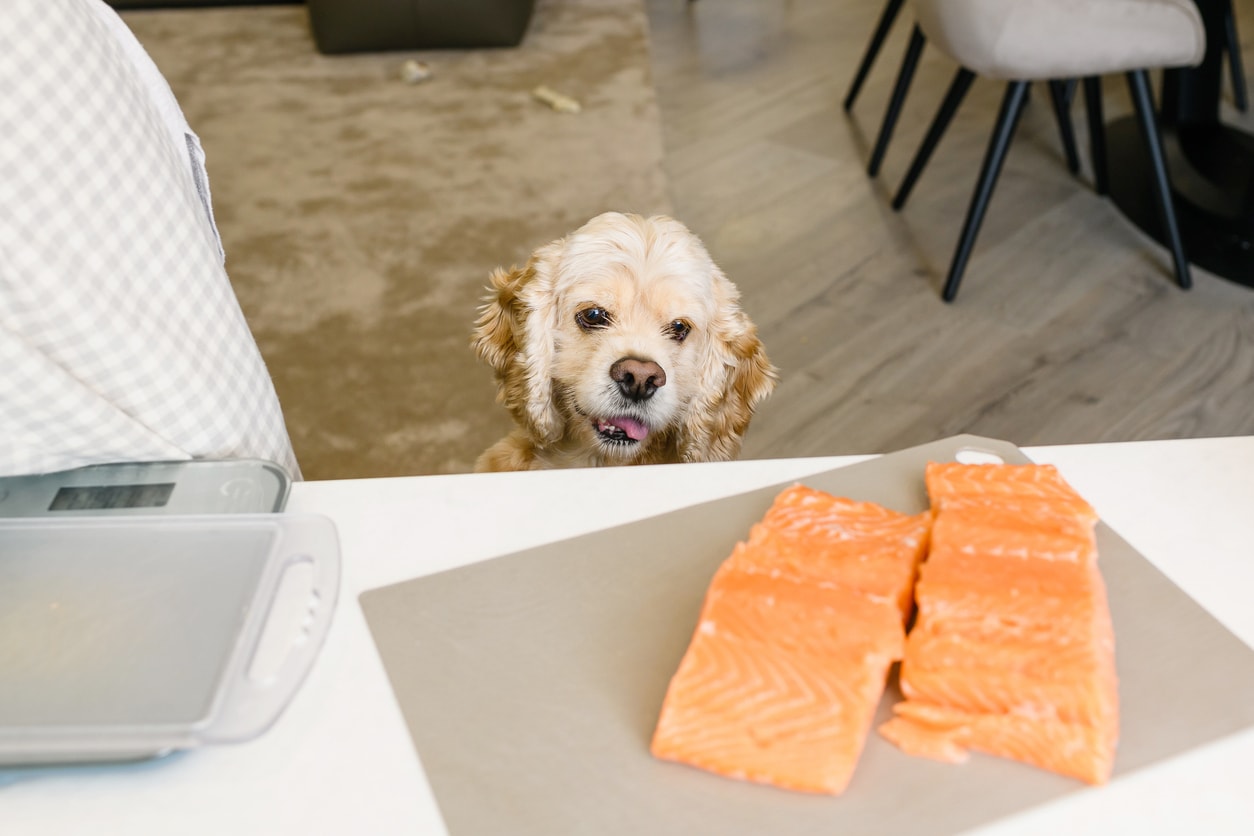 Roher Lachs für Hunde Gesund oder riskant?