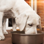 Xantara Hundefutter Test