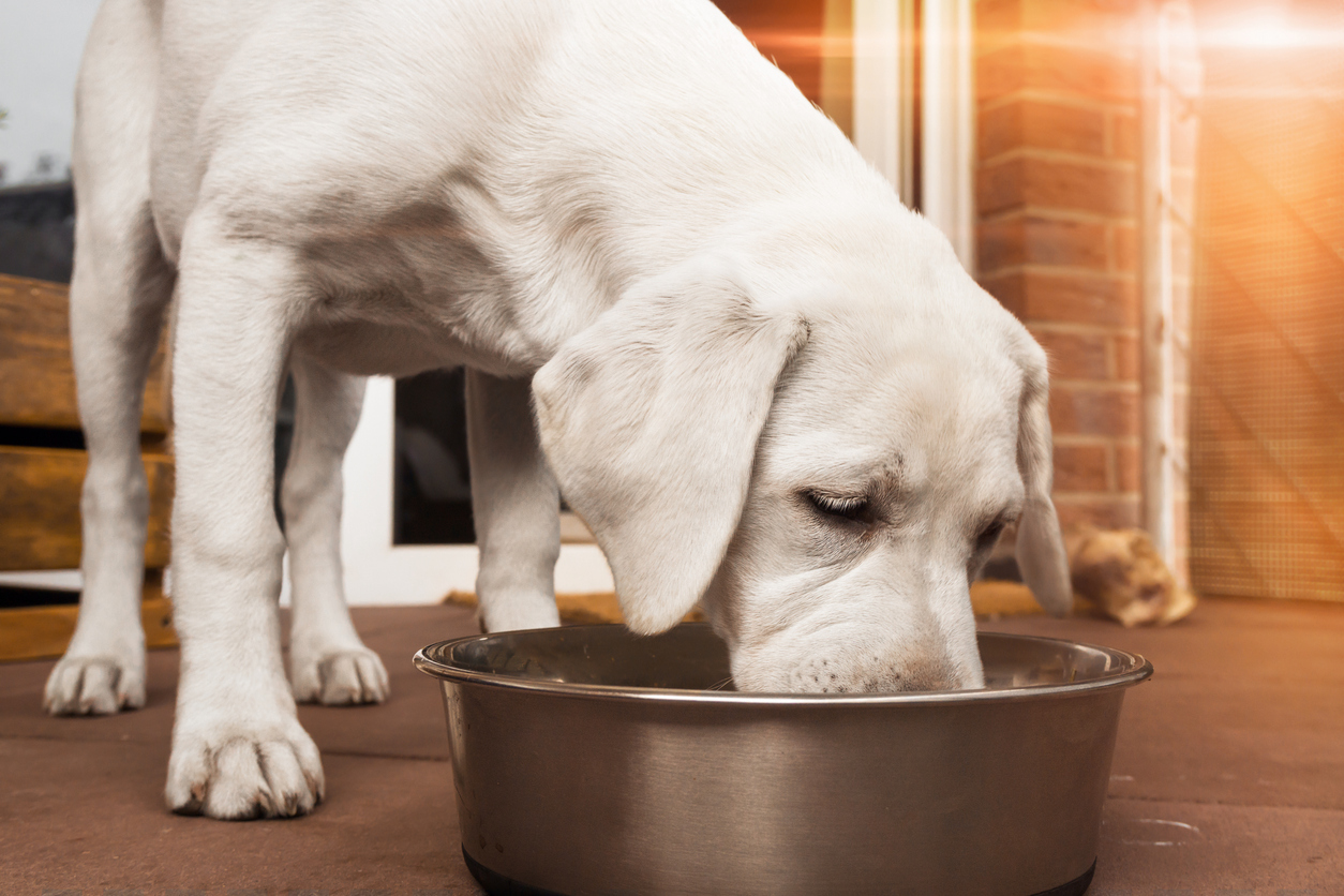 Xantara Hundefutter Test  Hochwertige Ernhrung fr Deinen Hund