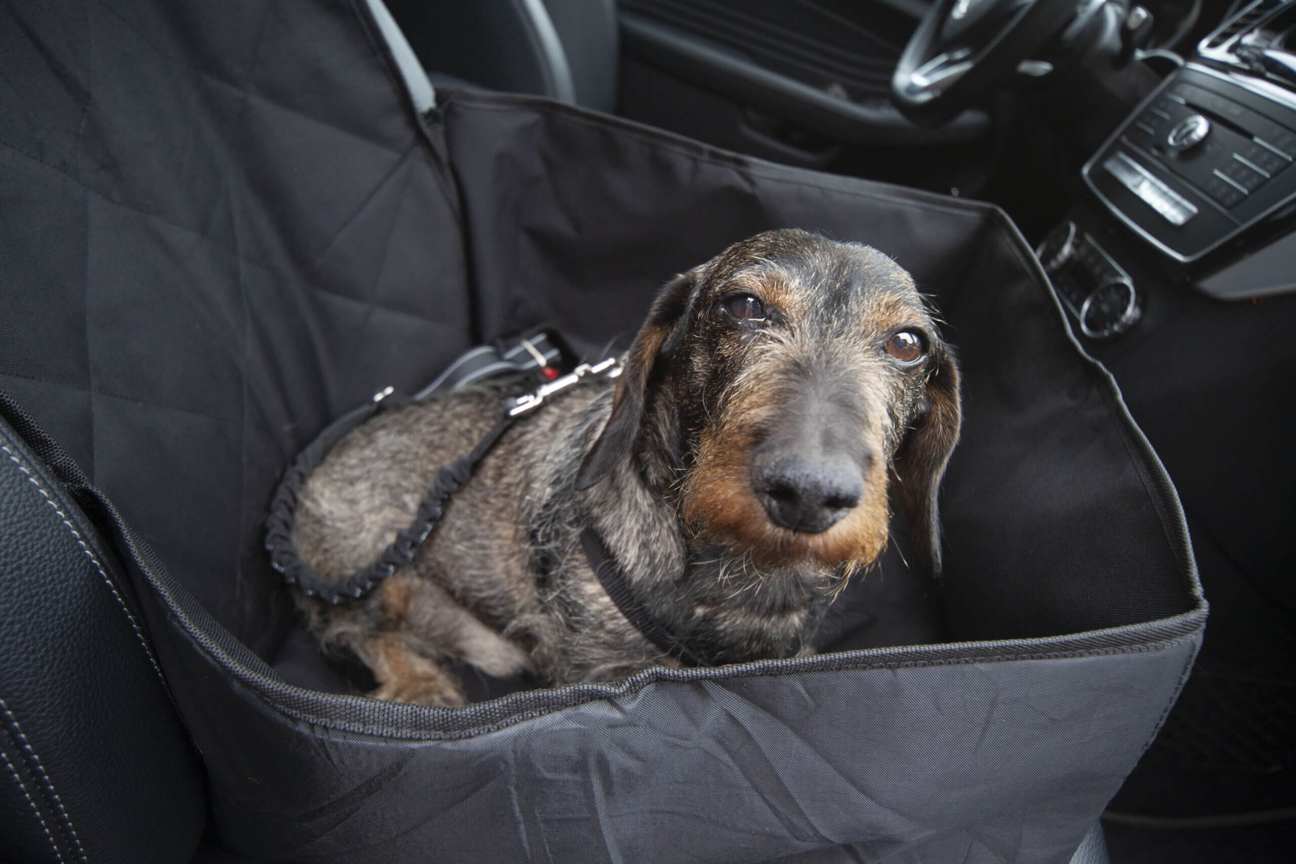 Auto-Hundesitze / Kleine Hunde Autositz/ Tragetasche für Hunde