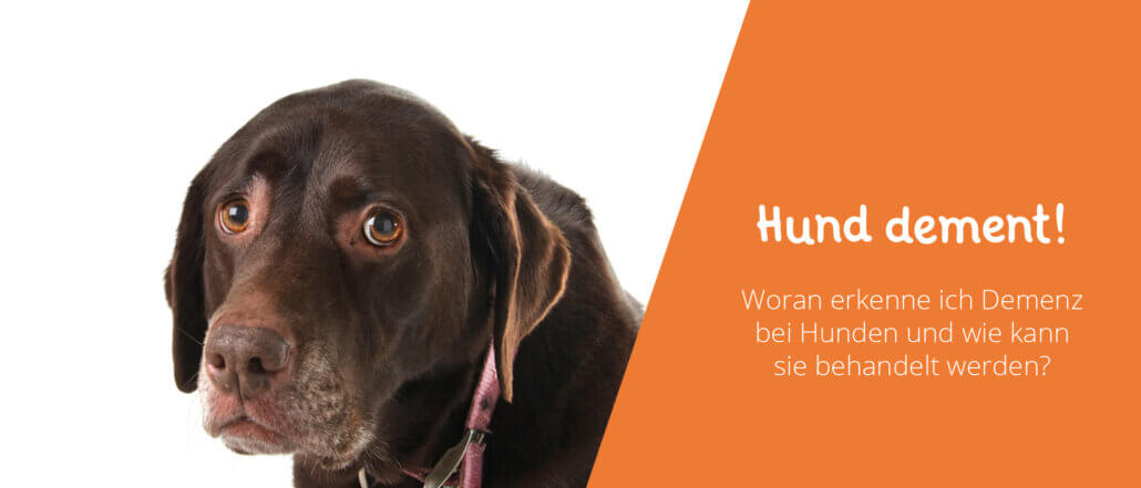 Hund dement Demenz bei Hunden