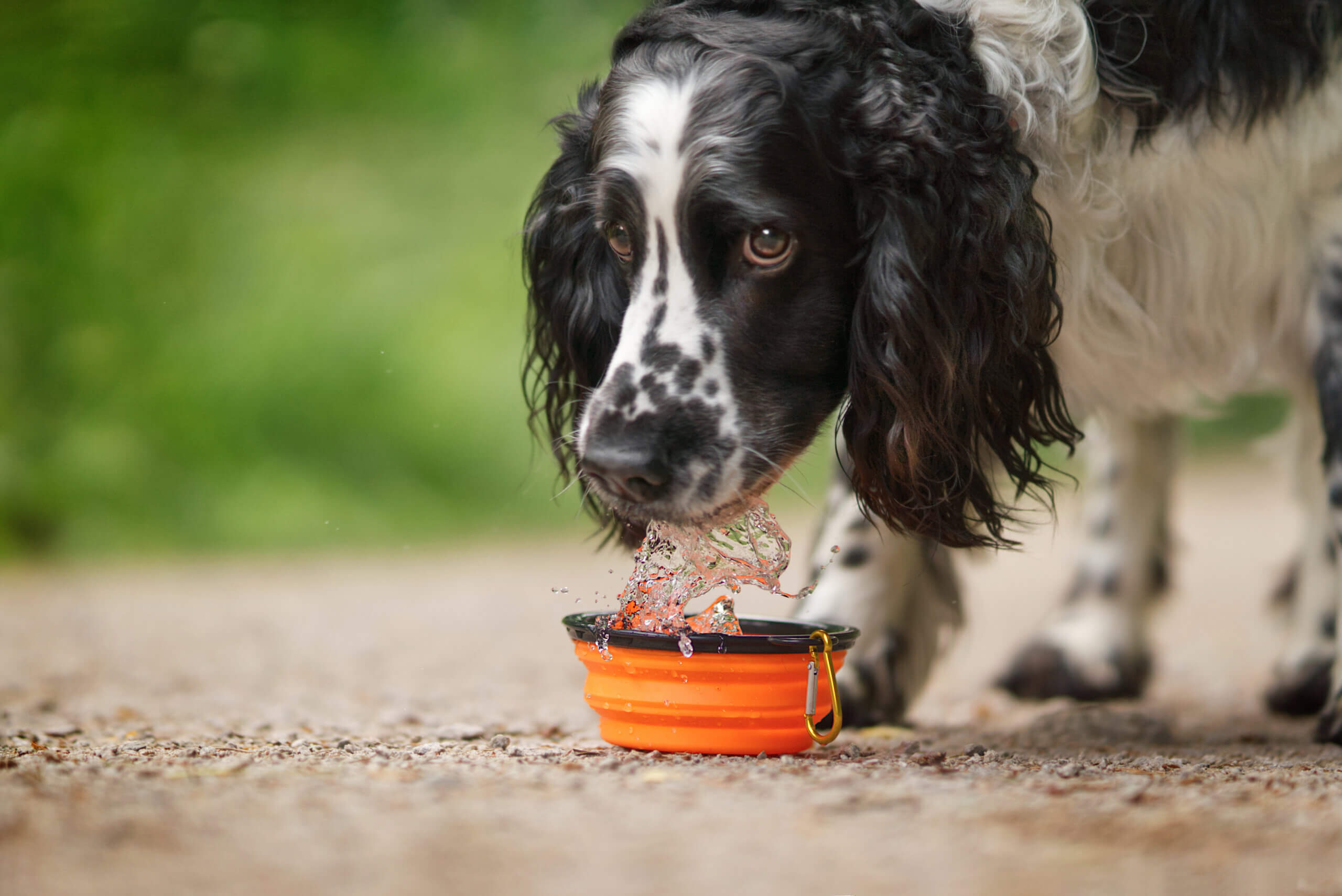 Kopfschmerzen beim Hund