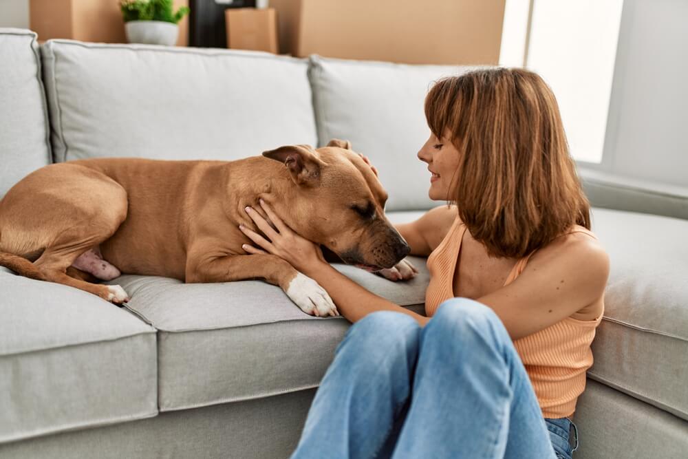 Kopfschmerzen beim Hund