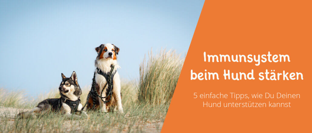 Immunsystem beim Hund stärken