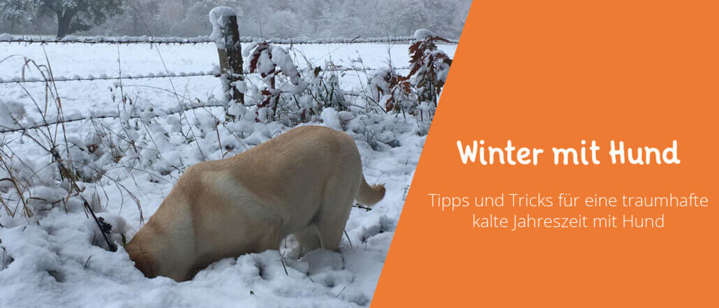 Winter mit Hund