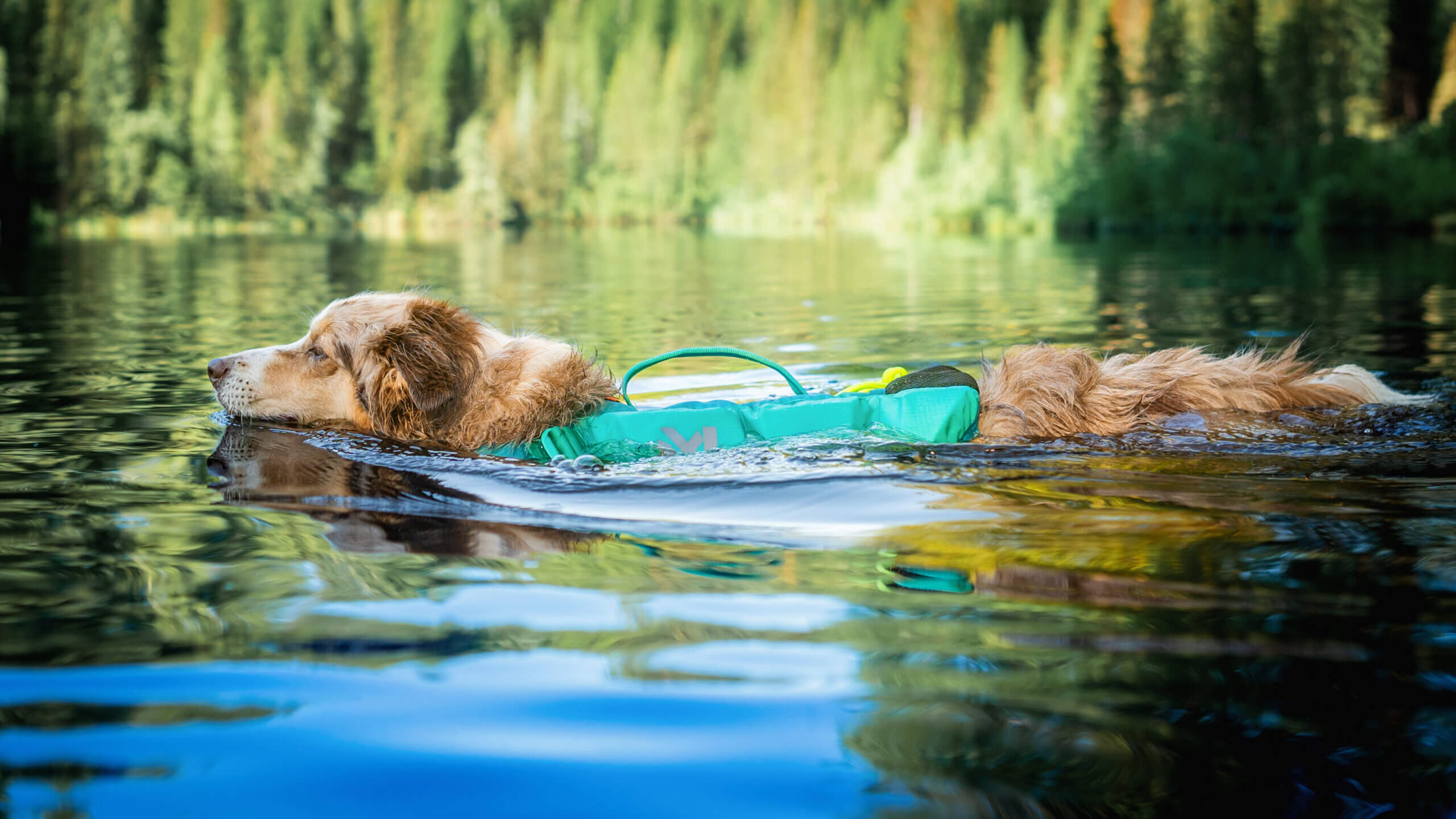 Urlaub in den Niederlanden mit Hund: SUP und Wasser