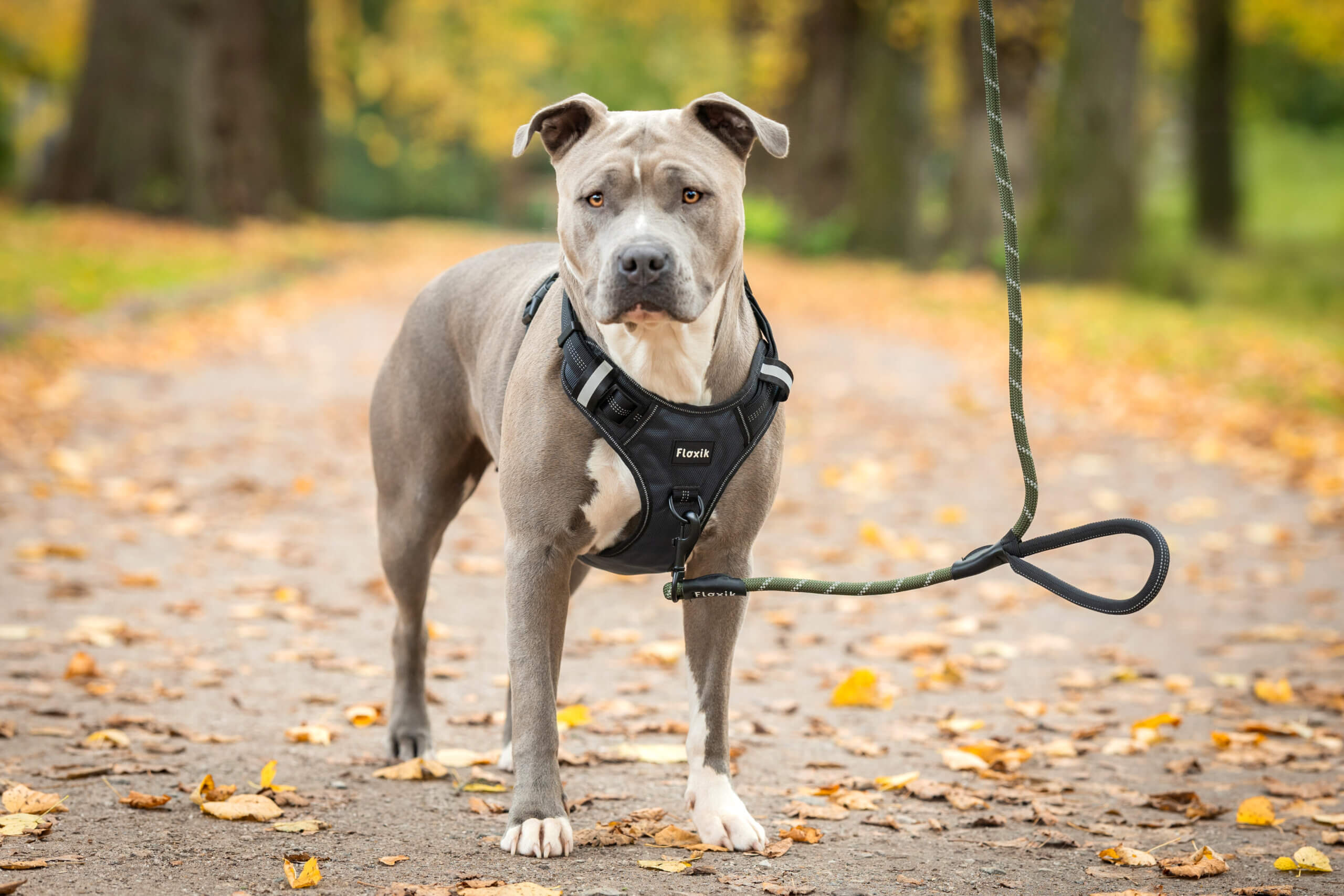 Urlaub in den Niederlanden mit Hund: Welche Hunderassen sind verboten?