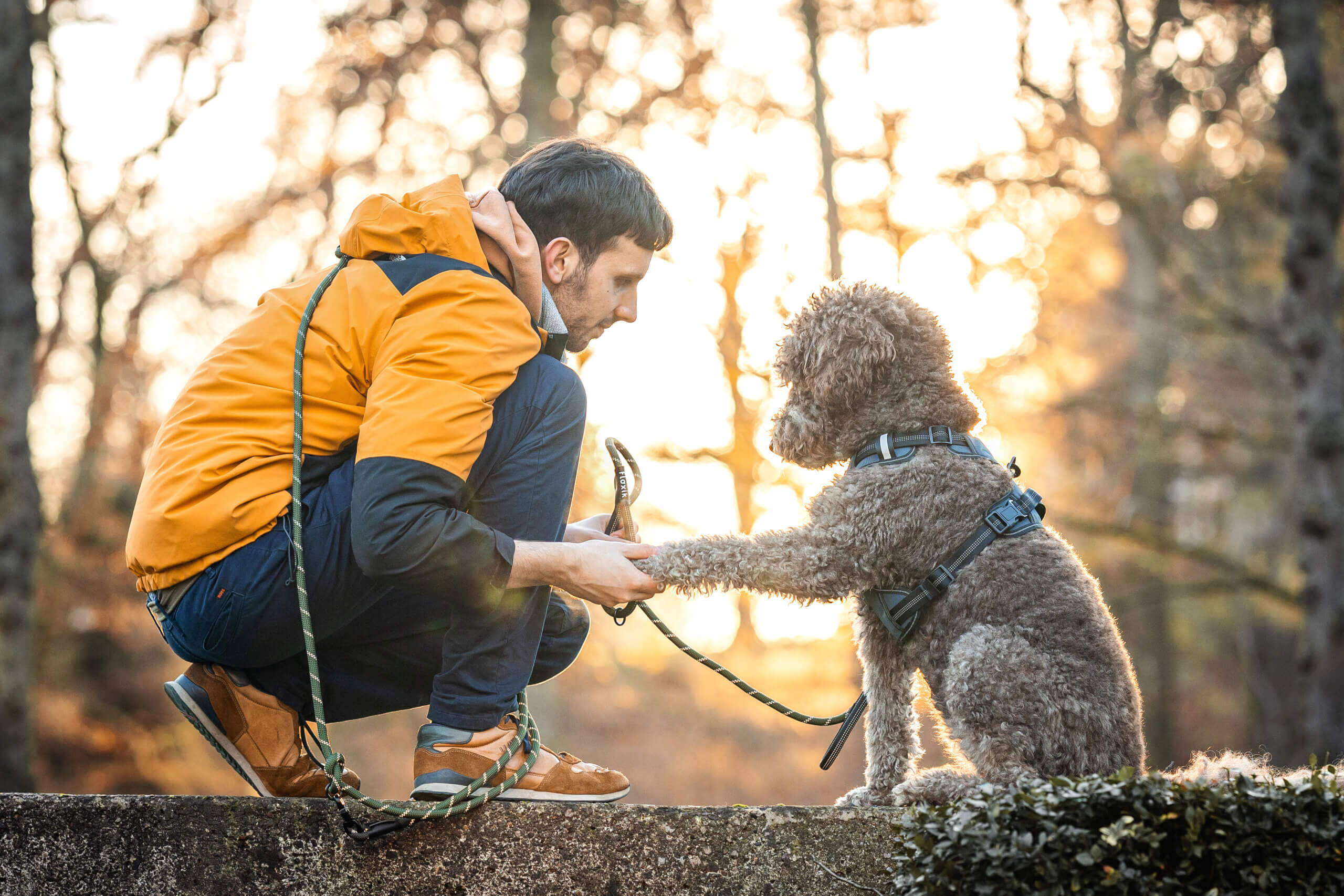 Lebensphasen eines Hundes