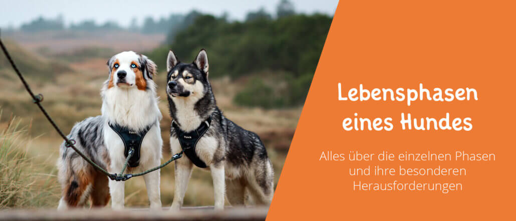 Lebensphasen eines Hundes