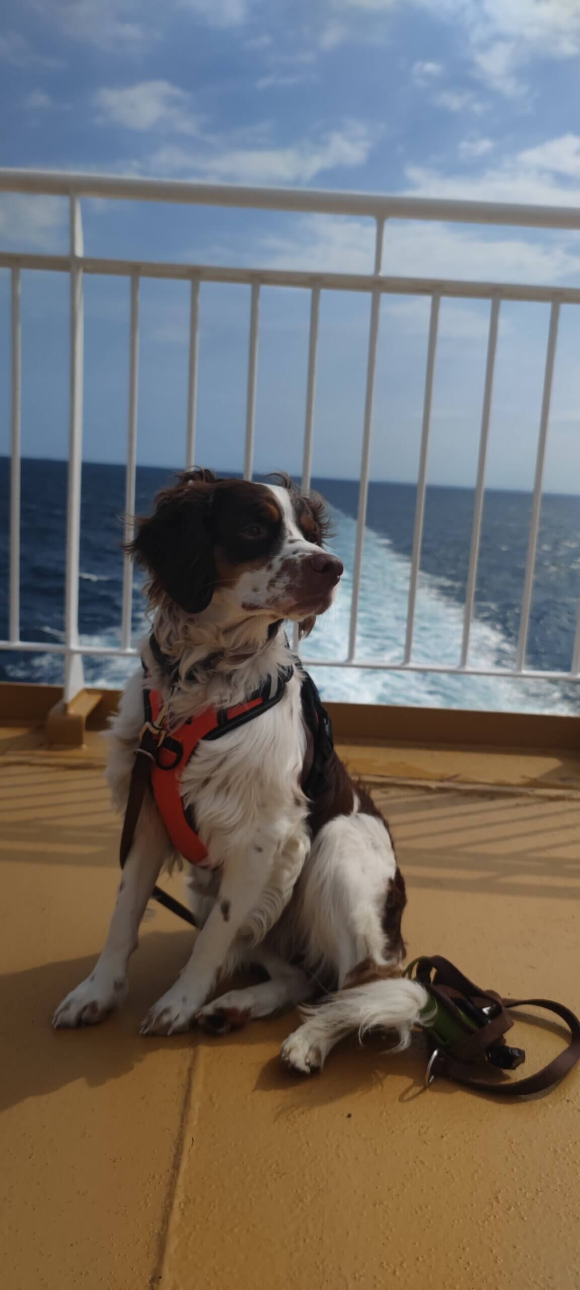 Urlaub mit Hund in Norwegen Fähre