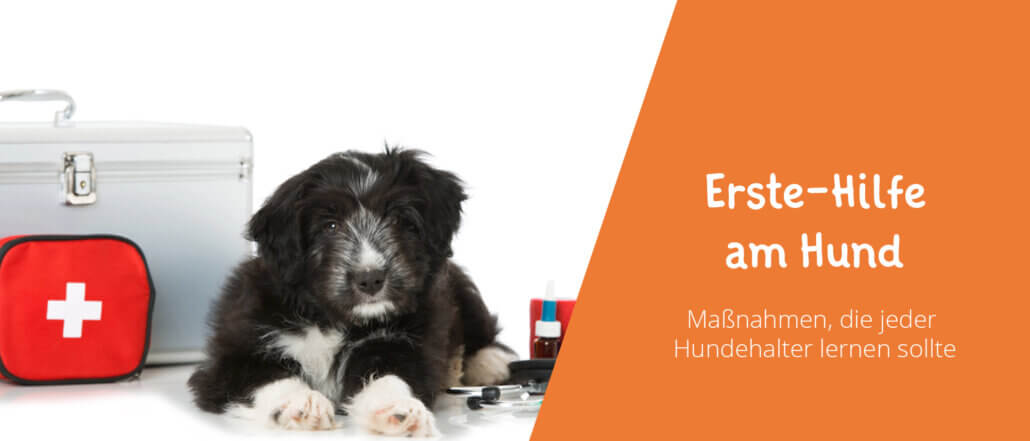 Erste-Hilfe am Hund lernen Tipps