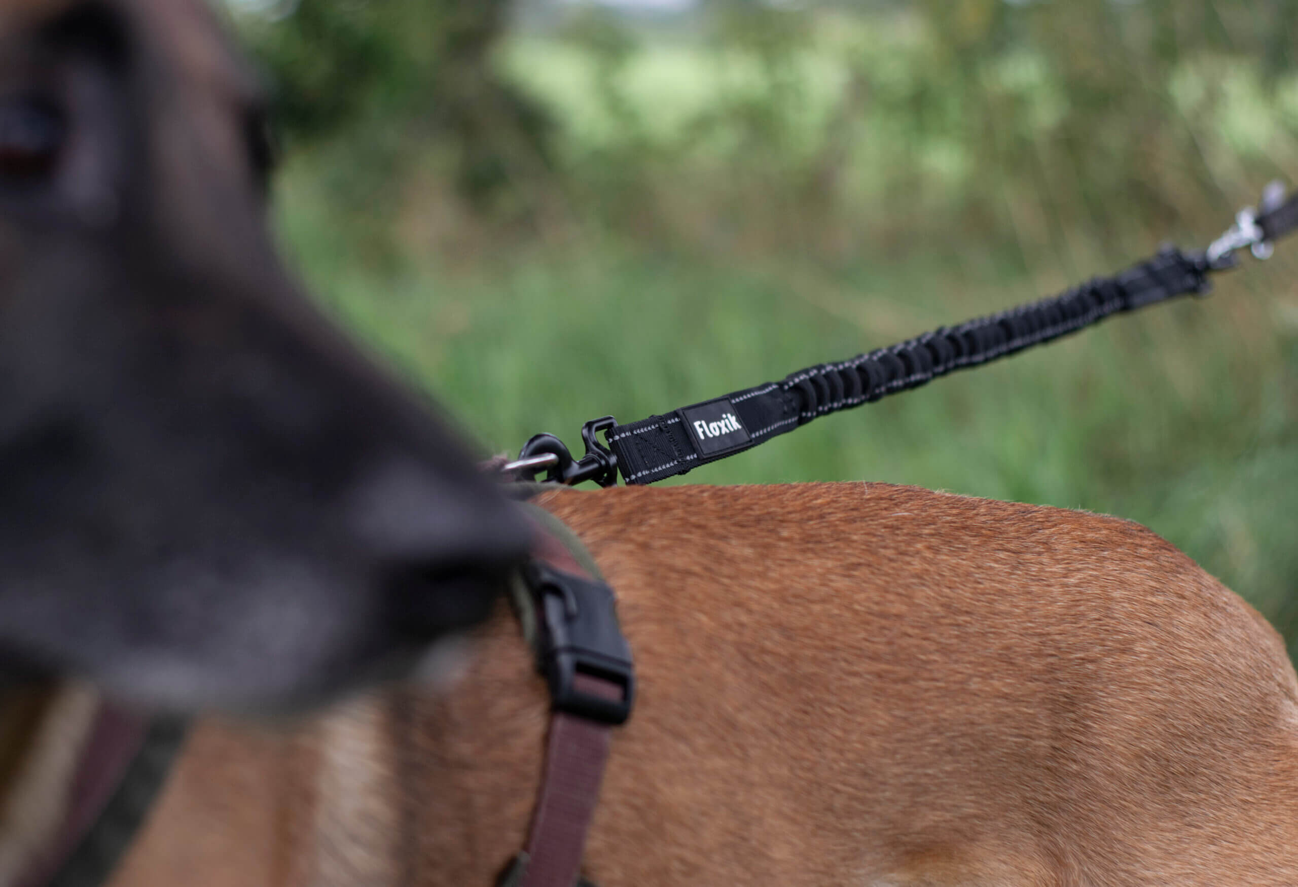 Ruckdämpfer für Hunde Rückdämpfer